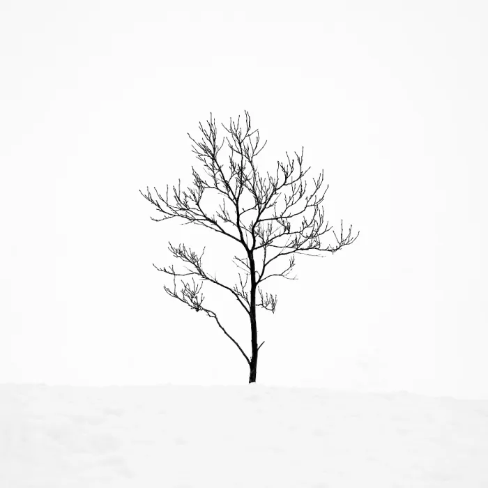 Framed Print : Tree in a snowy winter landscape, Haukadalur, Valley, Iceland