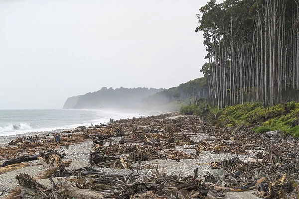 Tree stumps on the beach and Rimu trees. Bruce Bay, West Coast region, South Island