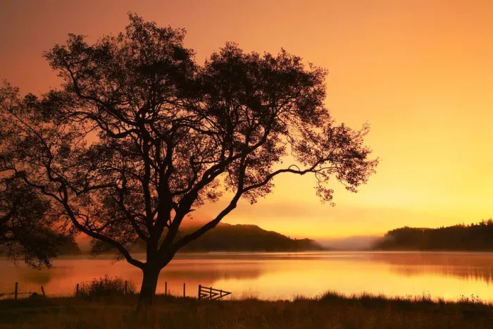 Framed Print : Tree at Sunrise, Loch Achray, The Trossachs National Park, Central Region, Scotland Framed Print : Tree at Sunrise, Loch Achray, The Trossachs National Park, Central Region, Scotland