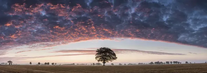 Framed Print : Tree at Sunrise, Norfolk, England Framed Print : Tree at Sunrise, Norfolk, England