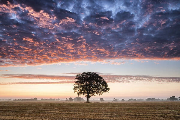 Tree at Sunrise, Norfolk, England