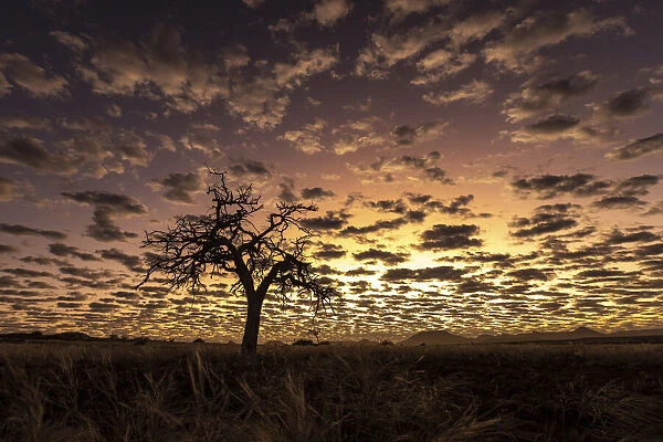 Tree at sunset, Skeleton Coast National Park, Namibia