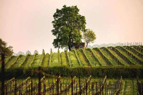 Tree and Vineyards at sunset in Franciacorta, Brescia province, Lombardy district