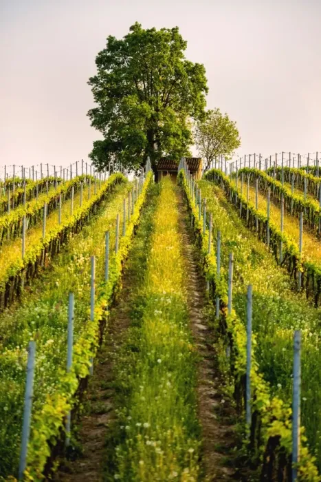 Framed Print : Tree and Vineyards at sunset in Franciacorta, Brescia province, Lombardy district Framed Print : Tree and Vineyards at sunset in Franciacorta, Brescia province, Lombardy district