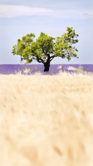 Framed Print : Tree in a wheat and lavender field, Valensole plateau, Provence, France Framed Print : Tree in a wheat and lavender field, Valensole plateau, Provence, France