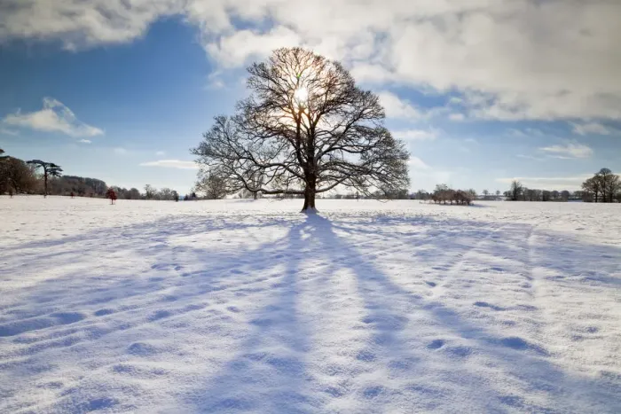 Framed Print : Tree in Winter, Melbury Deer Park, Dorset, England Framed Print : Tree in Winter, Melbury Deer Park, Dorset, England