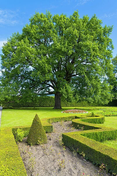 Tree in Zamecky park (The Castle Garden), Cesky Krumlov, South Bohemian Region, Czech Republic