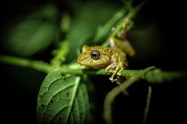 Treefrog, Mashpi, Reserva Mashpi Amagusa, Pichincha, Ecuador