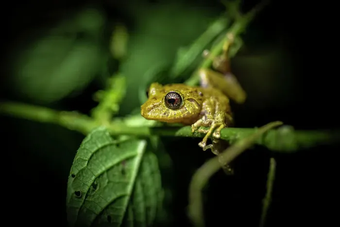 Framed Print : Treefrog, Mashpi, Reserva Mashpi Amagusa, Pichincha, Ecuador Framed Print : Treefrog, Mashpi, Reserva Mashpi Amagusa, Pichincha, Ecuador