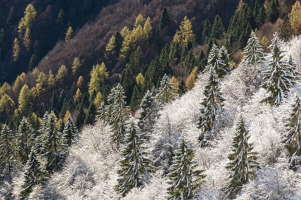 Trees between autumn and winter at Veneto, Italy
