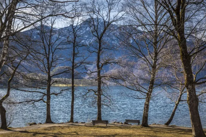 Framed Print : Trees on the banks of the Lake Kochel, Kochel am See, Upper Bavaria, Bavaria, Germany
