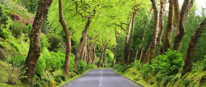 Framed Print : Trees bordering a rural road near Povoacao. Sao Miguel, Azores islands, Portugal Framed Print : Trees bordering a rural road near Povoacao. Sao Miguel, Azores islands, Portugal