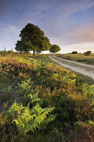 Trees and bracken on the New Forest heathland in the Springtime, Hampshire, England