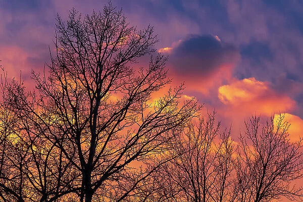 Trees and clouds at sunset, Winnipeg, Manitoba, Canada