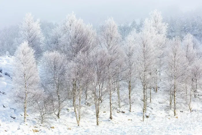 Framed Print : Trees covered in hoar frost, Rannoch Moor, Highand, Scotland Framed Print : Trees covered in hoar frost, Rannoch Moor, Highand, Scotland