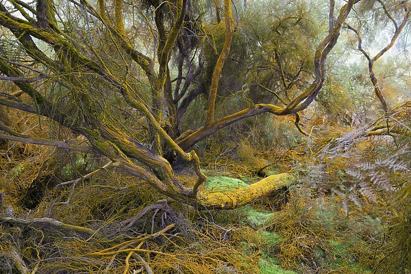 Trees covered by orange trentepohlia, Waiotapu Thermal Area, Rotorua, North Island