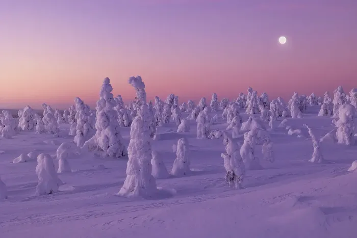Framed Print : Trees covered with snow at dawn with a full moon in background, Riisitunturi National Park, Posio, Lapland, Finland Framed Print : Trees covered with snow at dawn with a full moon in background, Riisitunturi National Park, Posio, Lapland, Finland