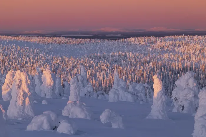 Framed Print : Trees covered with snow at dawn, Riisitunturi National Park, Posio, Lapland, Finland Framed Print : Trees covered with snow at dawn, Riisitunturi National Park, Posio, Lapland, Finland