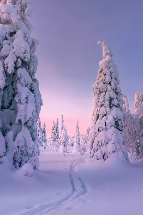 Framed Print : Trees covered with snow at the top of a mountain in Riisitunturi National Park in finnish Lapland, Finland Framed Print : Trees covered with snow at the top of a mountain in Riisitunturi National Park in finnish Lapland, Finland