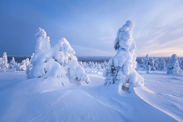 Trees covered by snow. Ruuhitunturi, Lapland. Finland