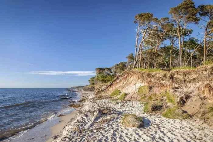 Framed Print : Trees on Darsser West beach, Mecklenburg-Western Pomerania, Northern Germany, Germany