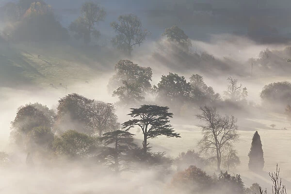 Trees in early morning mist, Cotswolds, England