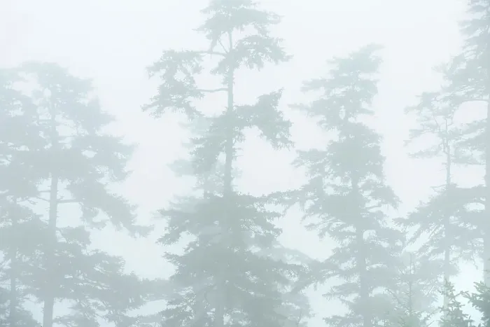 Framed Print : Trees in Fog on Agate Beach. Naikoon Provincial Park. Graham Island, Haida Gwaii (formerly the Queen Charlotte Islands), British Columbia, Canada