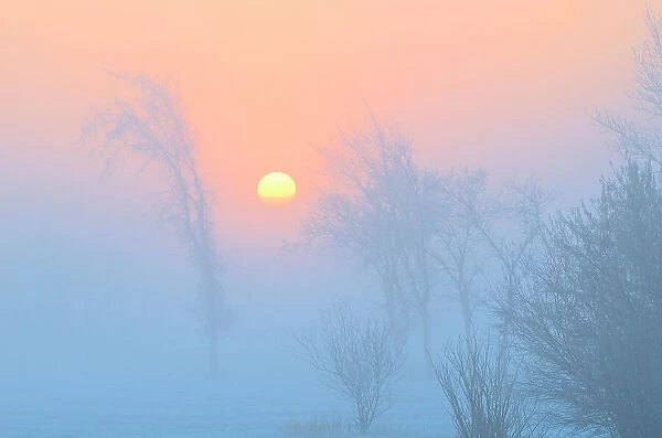 Trees in fog at dawn, Winnipeg, Manitoba, Canada