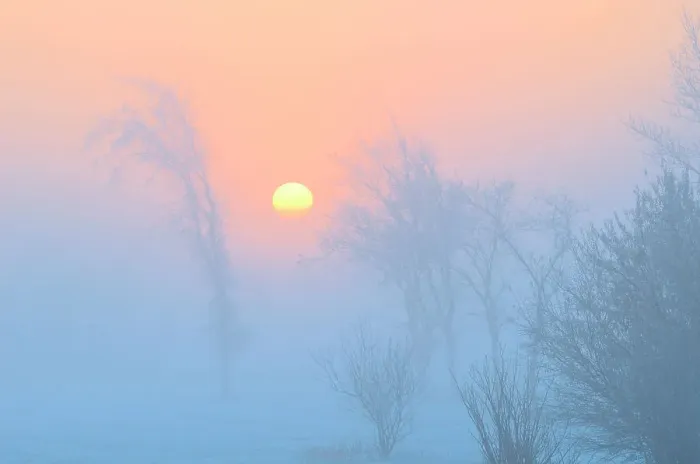 Framed Print : Trees in fog at dawn, Winnipeg, Manitoba, Canada Framed Print : Trees in fog at dawn, Winnipeg, Manitoba, Canada