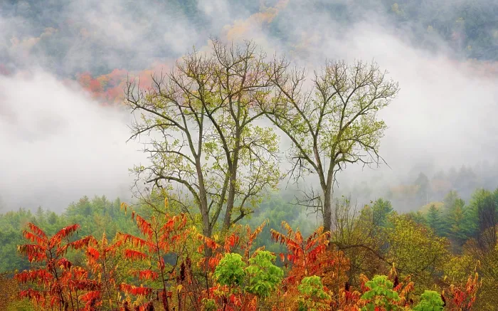 Framed Print : Trees in fog, Green Mountains, Waitsfield, Vermont, USA Framed Print : Trees in fog, Green Mountains, Waitsfield, Vermont, USA