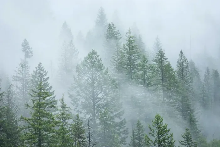 Framed Print : Trees in fog and rain. Monashee Mountains, NAncy Green Provincial Park, British Columbia, Canada Framed Print : Trees in fog and rain. Monashee Mountains, NAncy Green Provincial Park, British Columbia, Canada