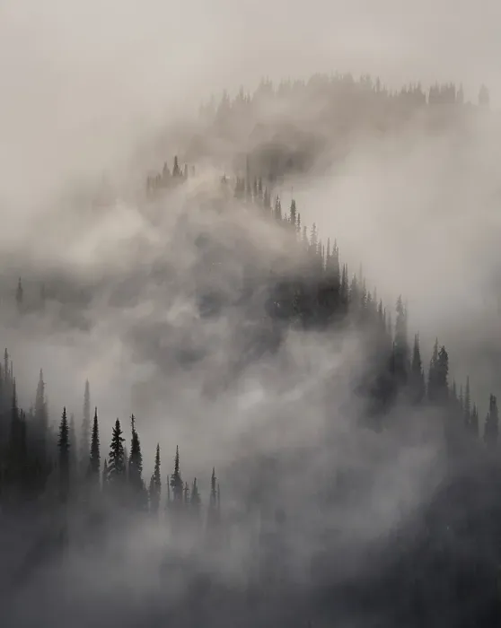 Framed Print : Trees & fog, Revelstoke, British Columbia, Canada Framed Print : Trees & fog, Revelstoke, British Columbia, Canada