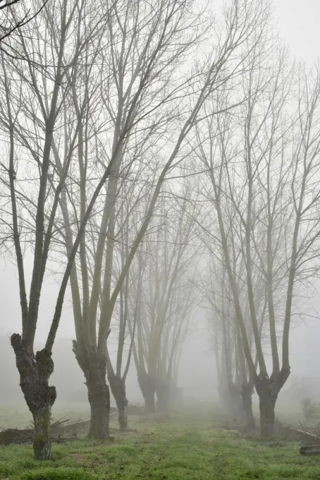 Framed Print : Trees in a foggy morning in winter. Setubal, Portugal Framed Print : Trees in a foggy morning in winter. Setubal, Portugal