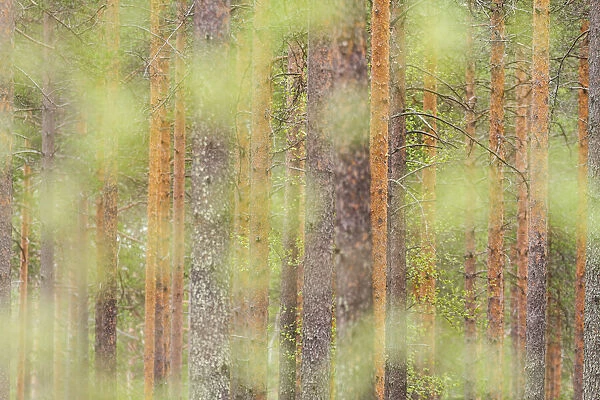 Trees in a forest of Finland, Europe