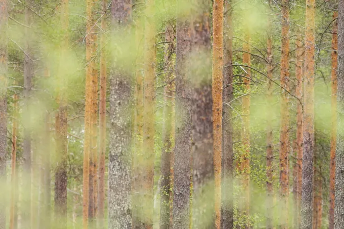 Framed Print : Trees in a forest of Finland, Europe Framed Print : Trees in a forest of Finland, Europe