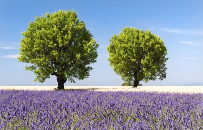 Framed Print : Two trees in a lavender field, Provence, France