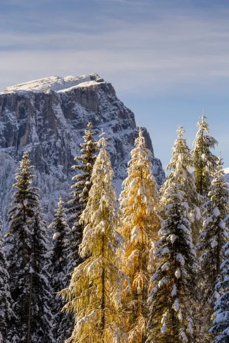 Framed Print : Trees loads of snow in the early morning light, Cortina d Ampezzo, Belluno district Framed Print : Trees loads of snow in the early morning light, Cortina d Ampezzo, Belluno district