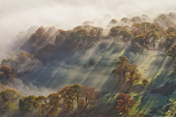 Trees in Mist, Lake District National Park, Cumbria, England