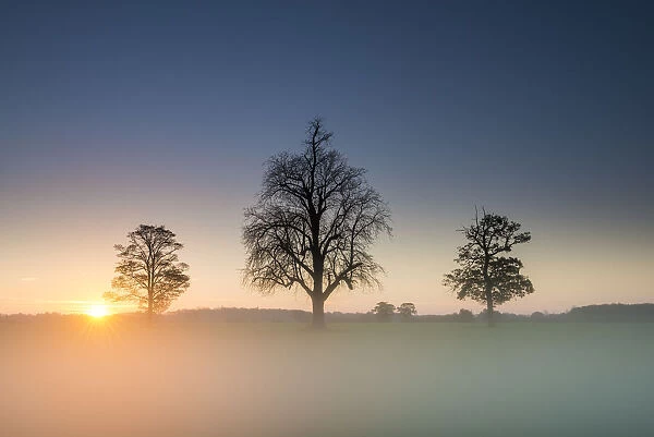 Three Trees in Mist at Sunrise, Norfolk, England