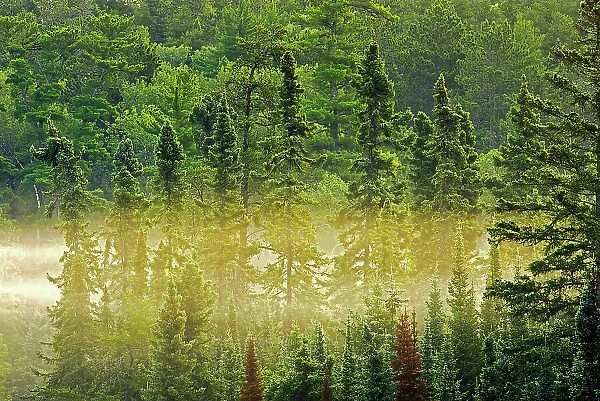 Trees in morning fog Kenora, Ontario, Canada