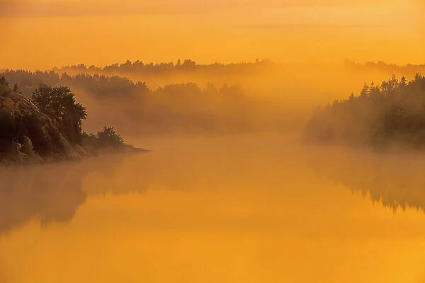 Trees in morning fog Whitefish, Ontario, Canada