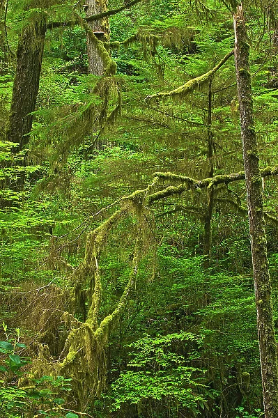 Trees in old growth coastal temperate rain forest Pacific Rim National Park, British Columbia, Canada