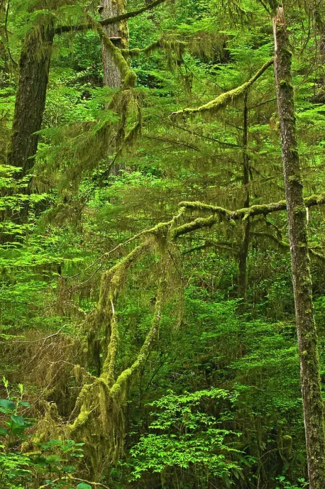 Framed Print : Trees in old growth coastal temperate rain forest Pacific Rim National Park, British Columbia, Canada Framed Print : Trees in old growth coastal temperate rain forest Pacific Rim National Park, British Columbia, Canada