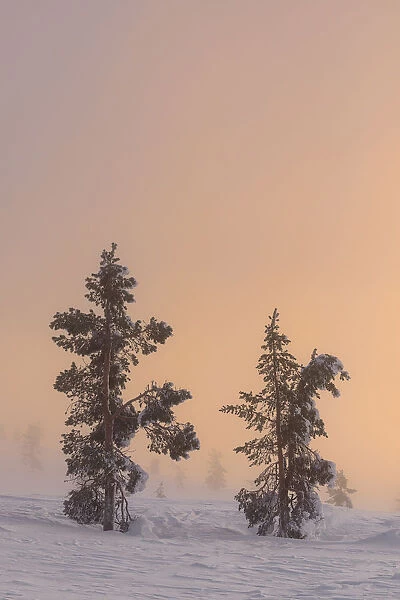 Trees at Pallas at sunset - Yll√§stunturi national park, Muonio, Lapland, Finland, Europe