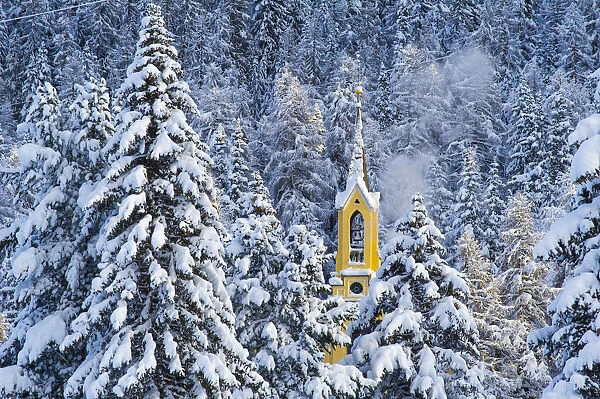 Trees with pristine snow and yellow church. St Moritz, Engadine, Switzerland