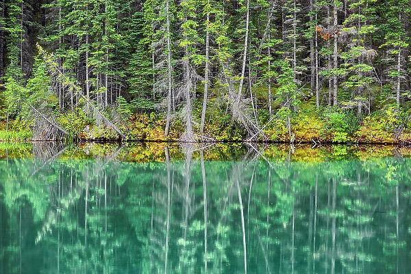 Trees refflected in Talbot Lake in autumn, Jasper National Park, Alberta, Canada