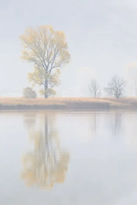 Framed Print : Trees reflected into Mera river, Riserva Naturale Pian di Spagna e Lago di Mezzola Framed Print : Trees reflected into Mera river, Riserva Naturale Pian di Spagna e Lago di Mezzola