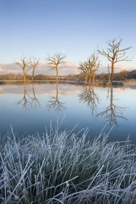 Framed Print : Trees reflected in a mirror still fishing lake on a frosty morning, Morchard Road Framed Print : Trees reflected in a mirror still fishing lake on a frosty morning, Morchard Road