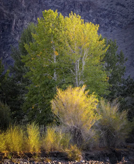 Framed Print : Trees showing autumnal foliage, Western Mongolia, Asia Framed Print : Trees showing autumnal foliage, Western Mongolia, Asia