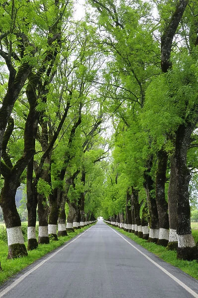 Trees on both sides of a road, Marvao, Portugal